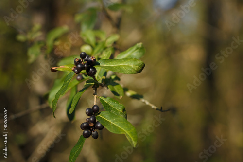 Frangula rhamnus bush branches with ripe black berries in sunlight on blurry forest background © elenaseiryk