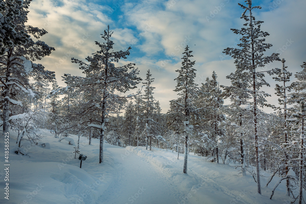 Obraz premium Snowy forest in Lapland, Finland