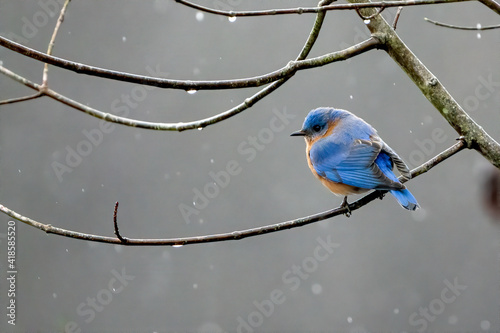 Beautiful Perched Bluebird in Virginia
