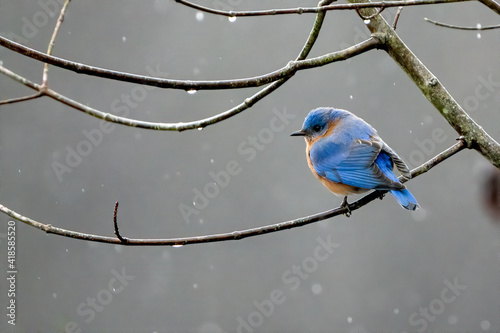 Cuadro en lienzo Beautiful Perched Bluebird in Virginia