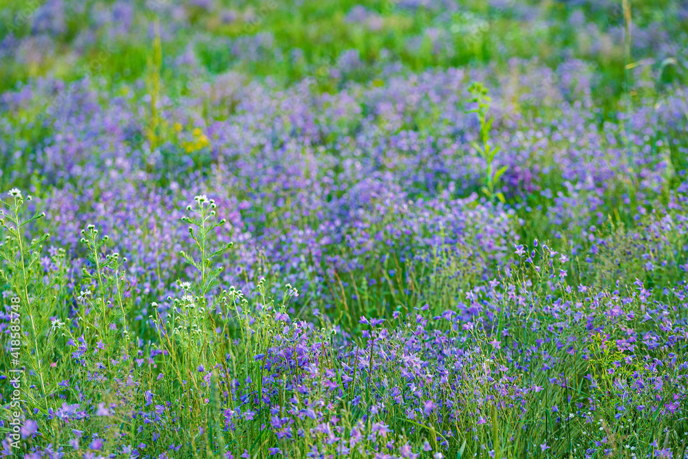 bluebell field with nice flowers
