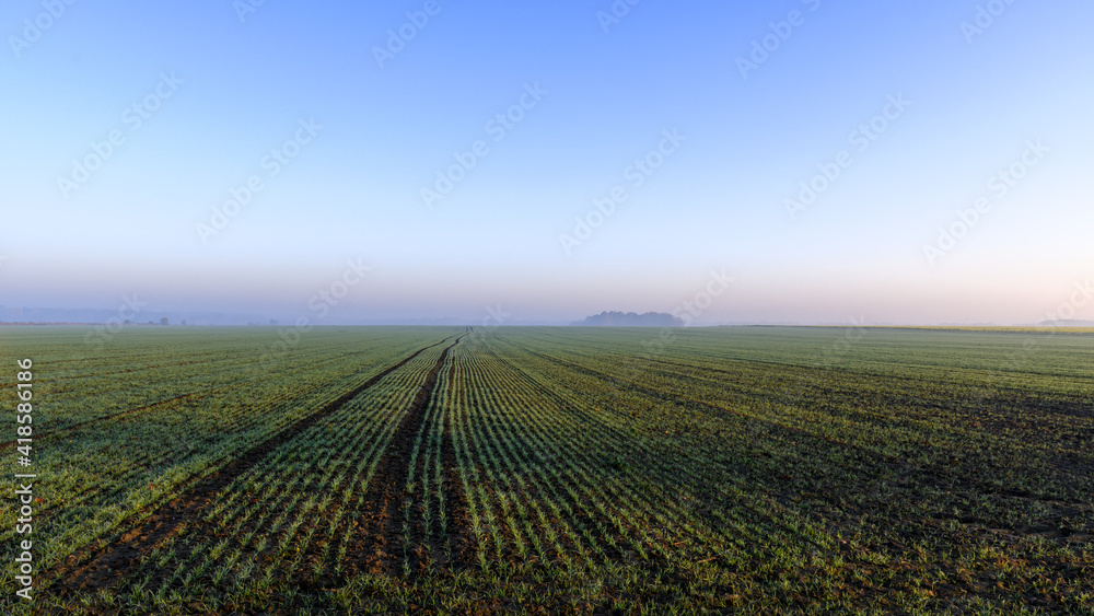 Sprouting rapeseed field panorama