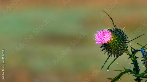 Large welted thistle (carduus) flower.