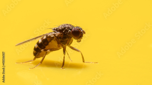 Small Fruit fly caught on yellow flypaper sticky surface.