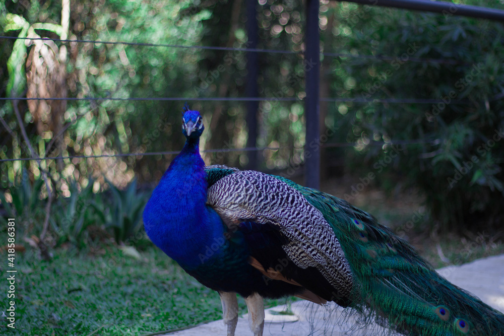 Obraz premium peacock in the park