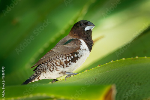 Bronze Munia - Lonchura cucullata or Bronze Mannikin small passerine bird of the Afrotropics, very social estrildid finch in much of Africa south of the Sahara Desert. On the palm photo