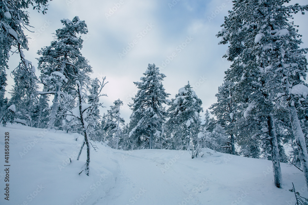 Obraz premium Snowy forest in Lapland, Finland 