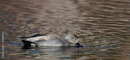 Schnatterente - Männchen // Gadwall - male (Mareca strepera)  photo