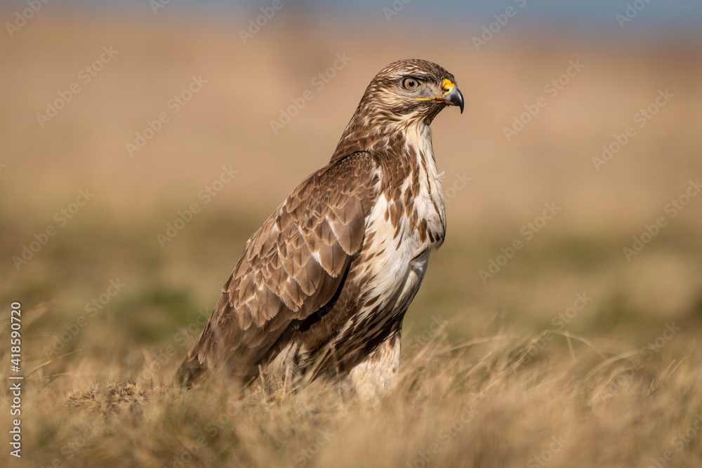 common buzzard standing alone common buzzard standing alone
