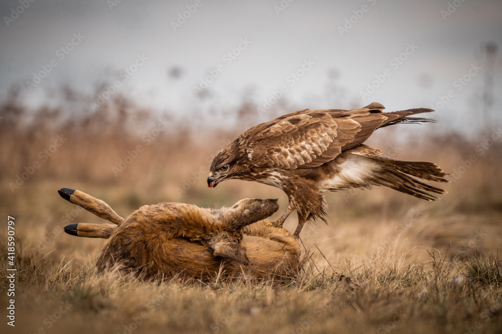 Obraz premium common buzzard standing alone