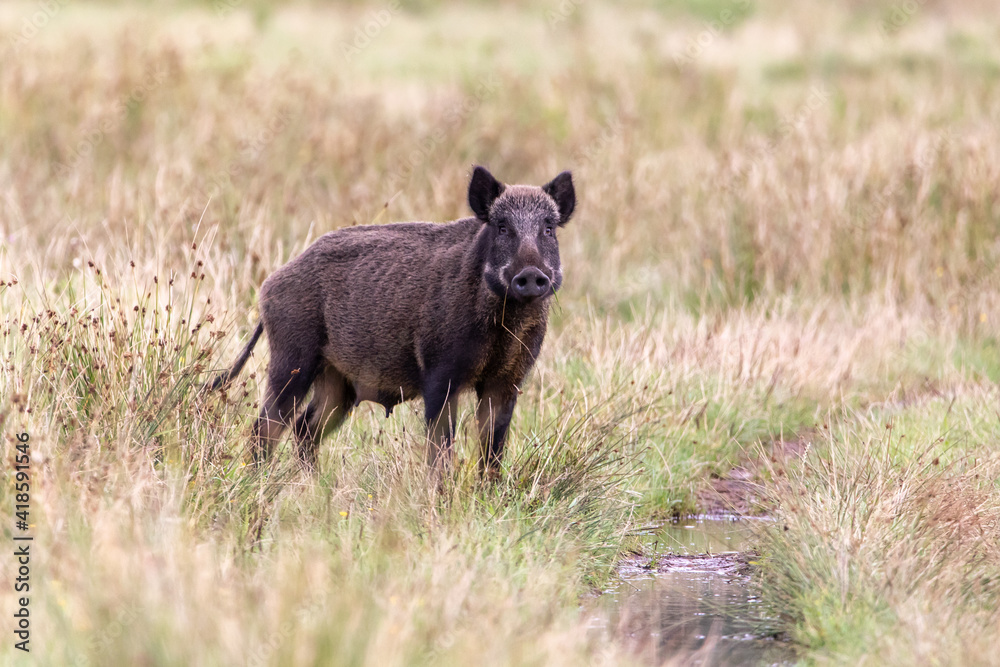Fototapeta premium Wildschwein 3