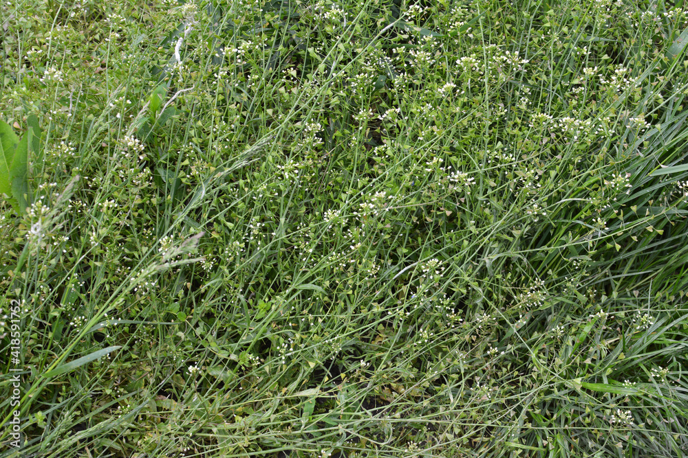 Capsella bursa-pastoris grow in nature Capsella bursa-pastoris grow in nature