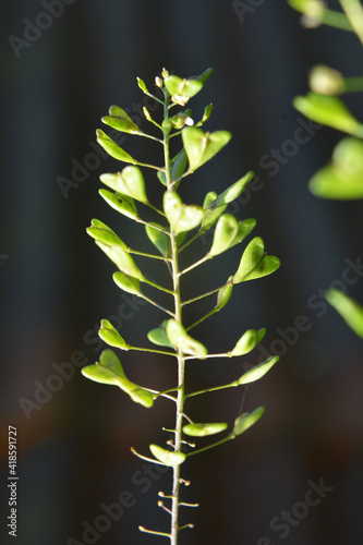 Capsella bursa-pastoris grow in nature