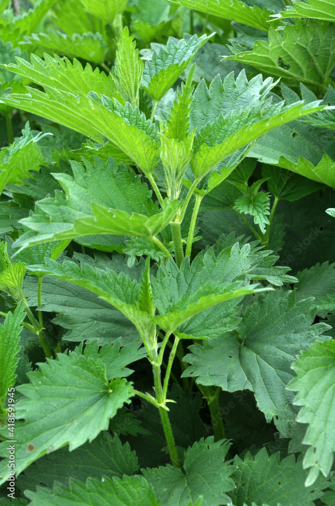 Natural overgrown nettles dioecious (Urtica dioica). Natural overgrown nettles dioecious (Urtica dioica).