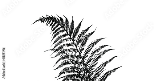 Fern leaves vector EPS10, black silhouettes on a white background.