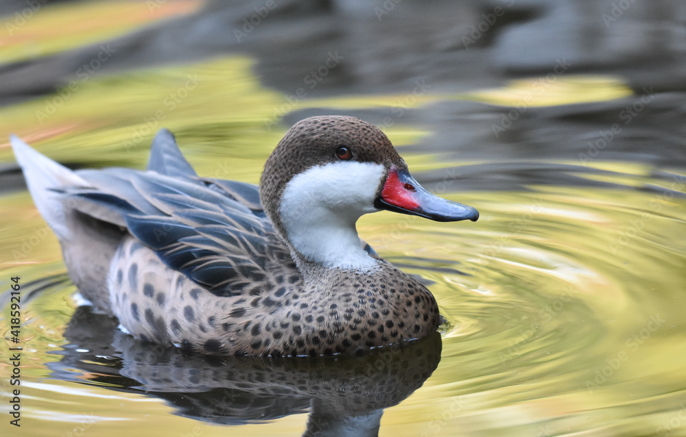 Fototapeta premium Duck swimming on a lake