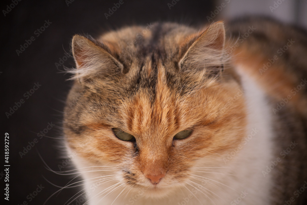 Beautiful domestic cat. Portrait of a cat. Cat.