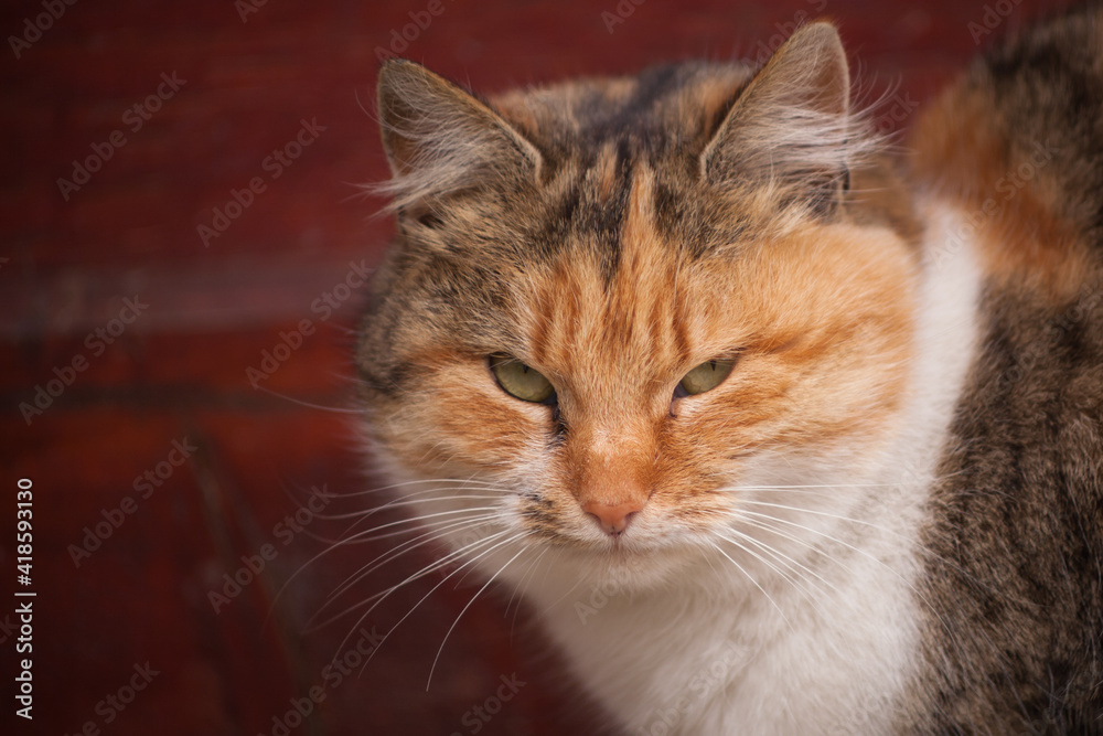 Beautiful portrait of a ginger domestic cat. 