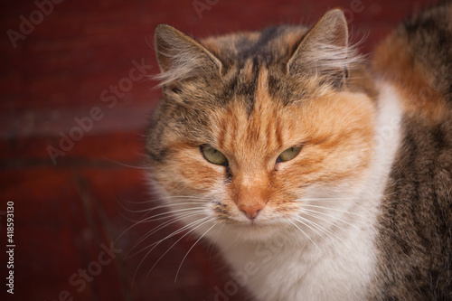 Beautiful portrait of a ginger domestic cat. 