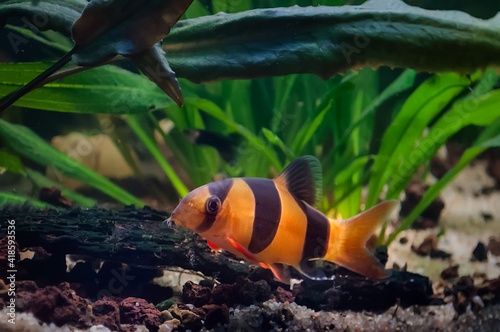 Chromobotia macracanthus, también llamada Clown Botia y Tiger Locha, con un fondo de plantas acuáticas verdes