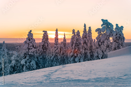 Snowy forest in Lapland, Finland