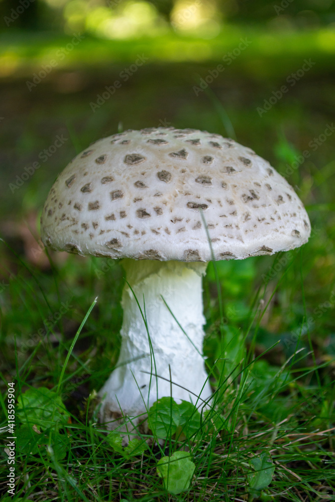 poisonous Mushroom in Grass poisonous Mushroom in Grass