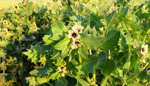 Tableau sur toile Hyoscyamus niger, commonly known as henbane, black henbane or stinking nightshade, is a plant that is poisonous in large quantities, in the family Solanaceae