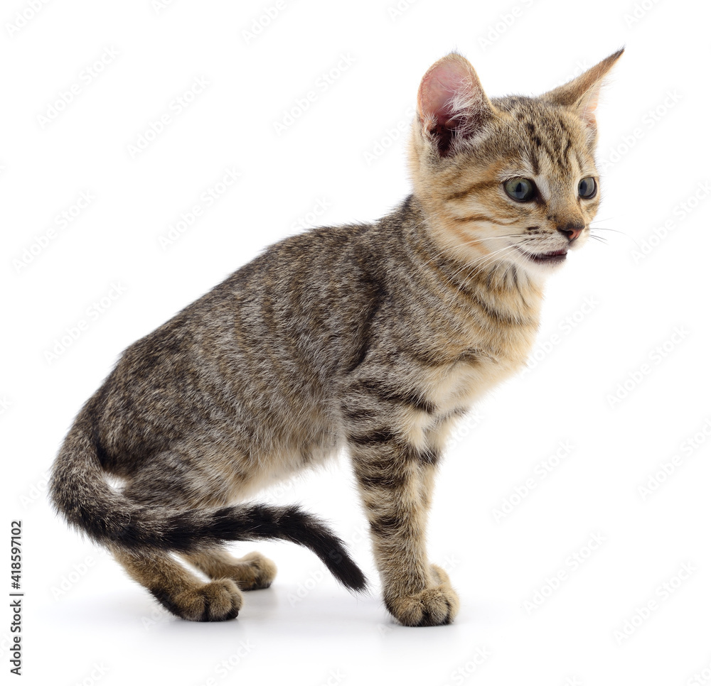 Fototapeta premium Kitten on white background.