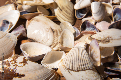 Shells, many small shells heaped together forming a beautiful background, selective focus.
