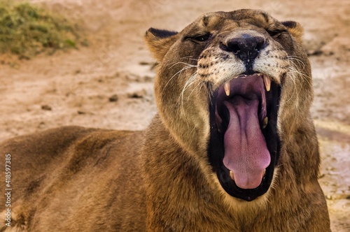 Fotografia Zoom de cerca de una leona hembra (Panthera leo) abriendo la boca y rugiendo
