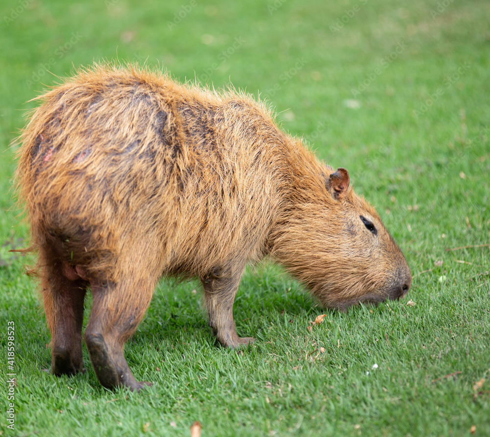 Capybara the largest rodent in the Americas, and typical animal of tropical South American regions Capybara the largest rodent in the Americas, and typical animal of tropical South American regions