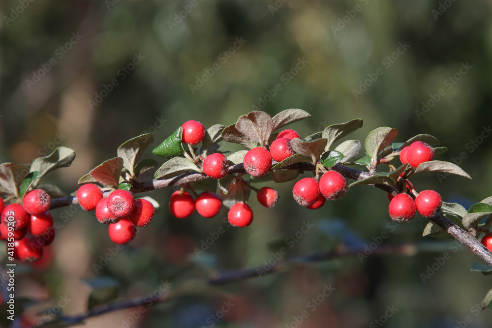 Fototapeta premium The fruits of the cotoneaster are brush-colored.