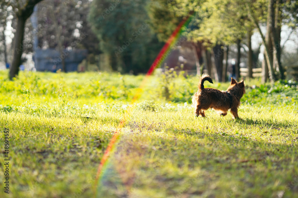 small dog running through the grass on a spring afternoon at sunset