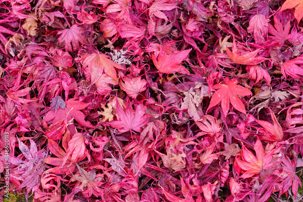 autumn leaves fall Kyoto Japan