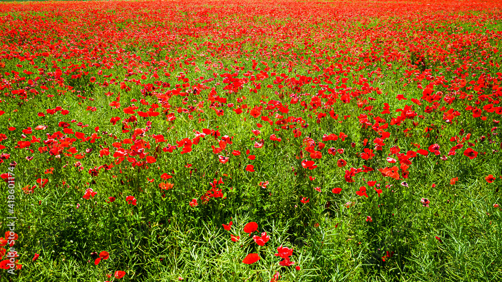 Blooming poppy seed field in summer. Agriculture in Poland
