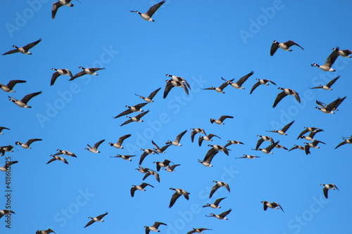 Barr Lake State Park - Eagle Migration