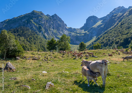 A calf suckling from its mother's udder, in a cow herd grazing in a meadow with high mountains in the background, in the Aiguas Tortas Natural Park, in Lleida, Catalan Pyrenees, Spain photo