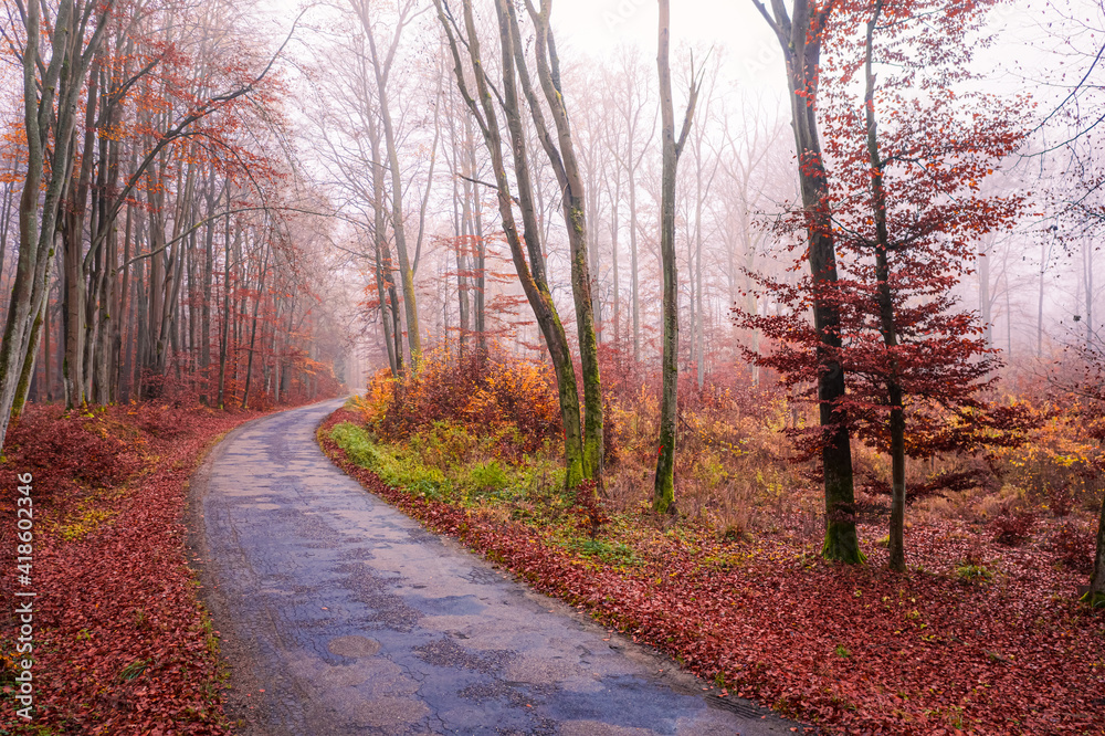 Asphalt road through forest. Autumn trip to forest. Aerial view.