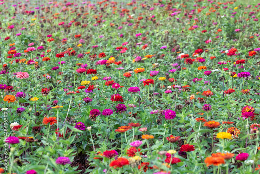 Garden of multicolored flowers with full frame in selective focus