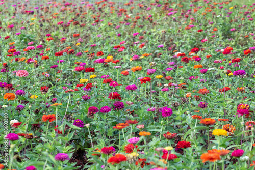 Garden of multicolored flowers with full frame in selective focus