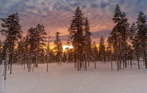 Foto Sunset over frozen trees in Lapland