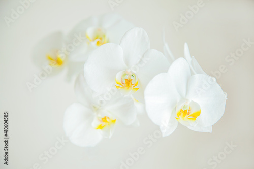 A blooming orchid on a soft beige background.