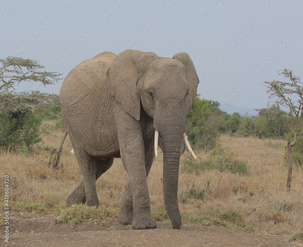 Fototapeta premium single african elephant walking in the wild savannah of the Ol Pejeta Conservancy