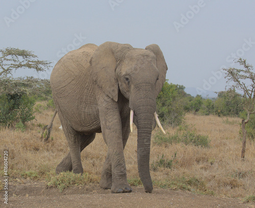 single african elephant walking in the wild savannah of the Ol Pejeta Conservancy