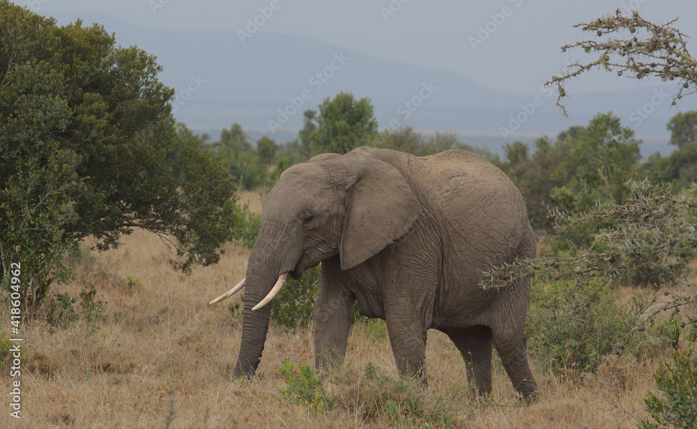Fototapeta premium young african elephant using its trunk to graze in the wild Ol Pejeta Conservancy Kenya