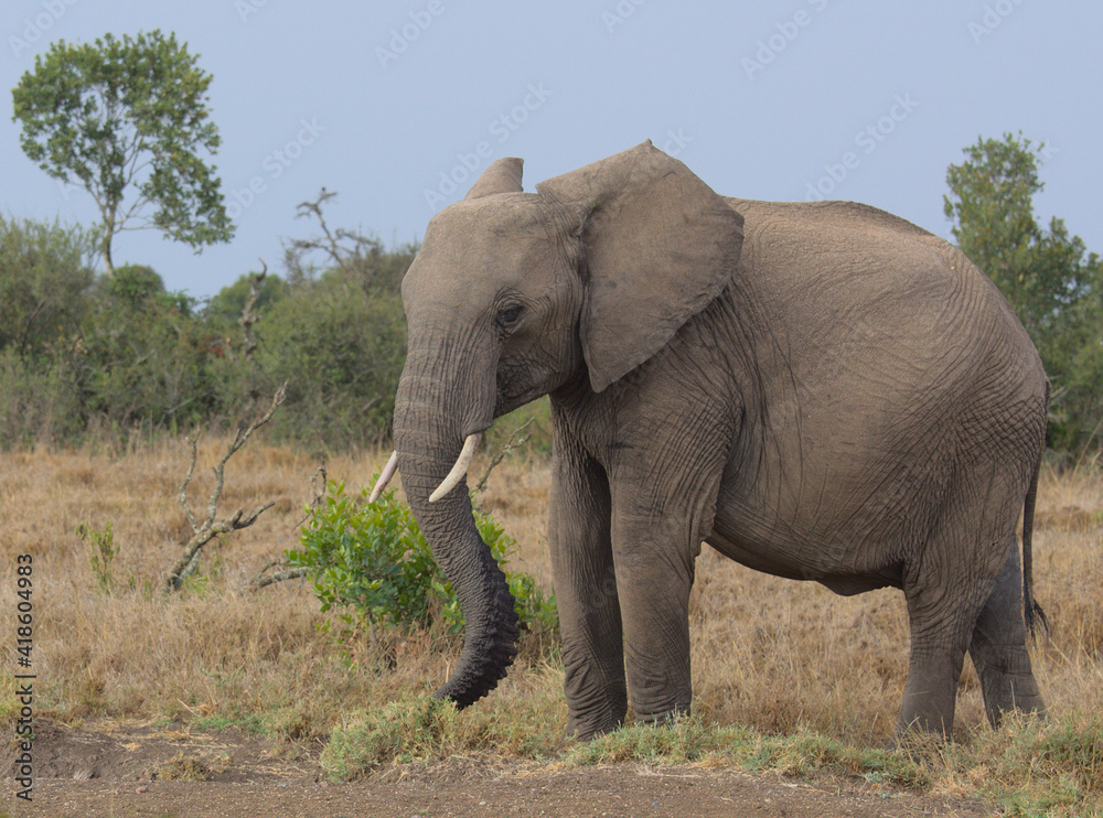 Obraz premium african elephant using its trunk to graze in the wild Ol Pejeta Conservancy Kenya