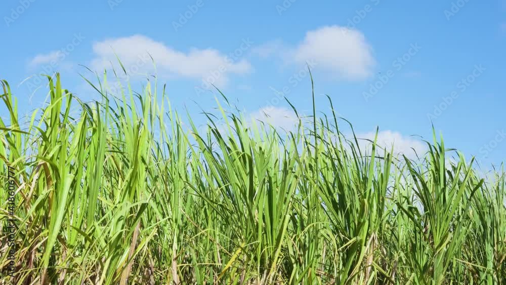 Green grass close-up against a bright blue sky with clouds. Grass field on a summer sunny day. Tropical plant stems. Green grass close-up against a bright blue sky with clouds. Grass field on a summer sunny day. Tropical plant stems.
