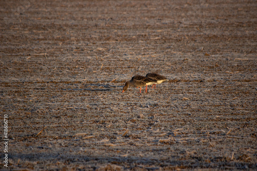 bird on the ground photo