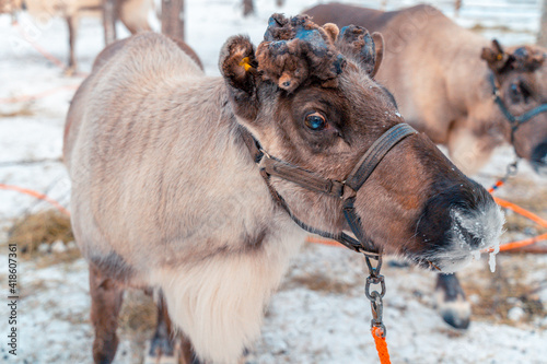 Reindeer in the frozen winter of Lapland  Finland