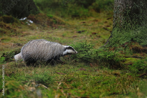 European badger, Meles meles, in forest during snowfall. Animal looking for food in winter forest. Wild animal in nature. Habitat Europe, Western Asia.